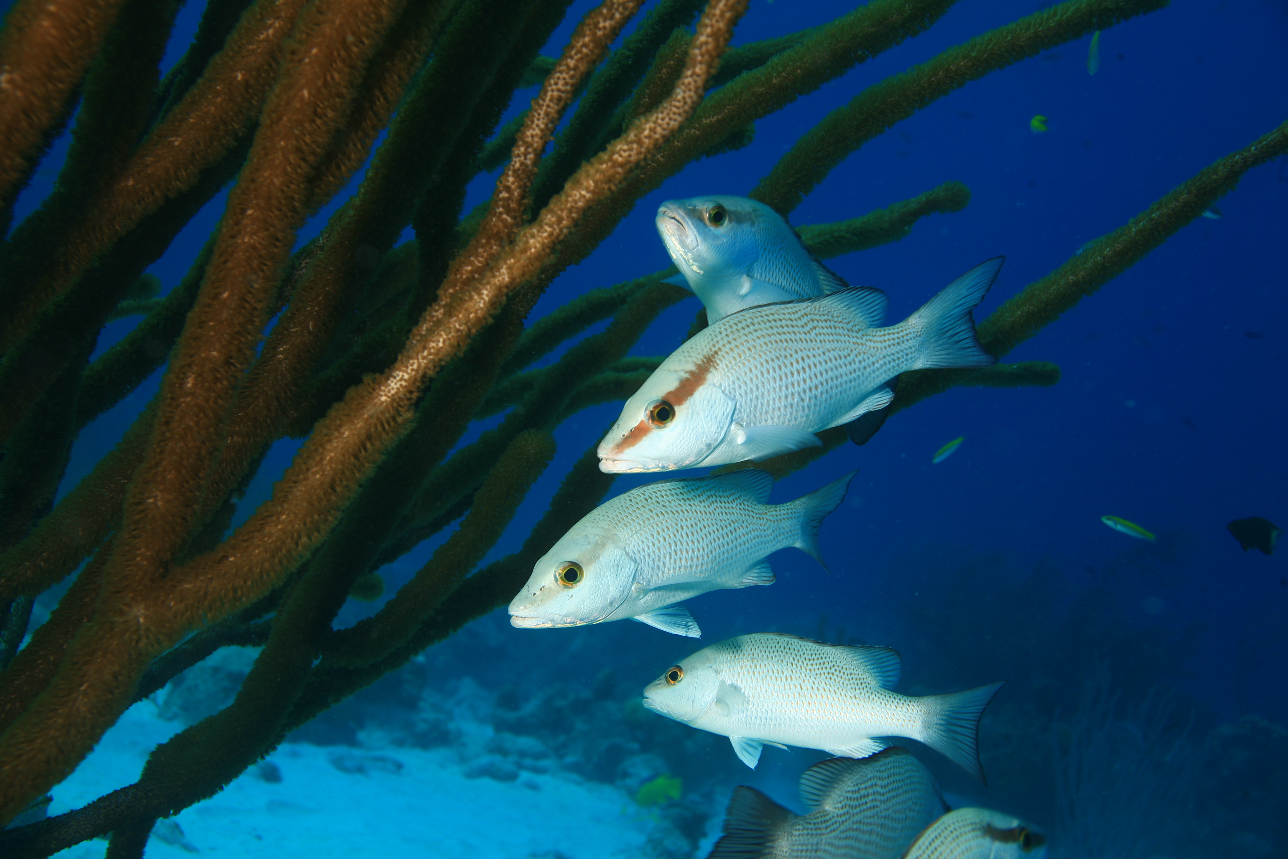 image of lutjanus griseus \(grey snapper\)