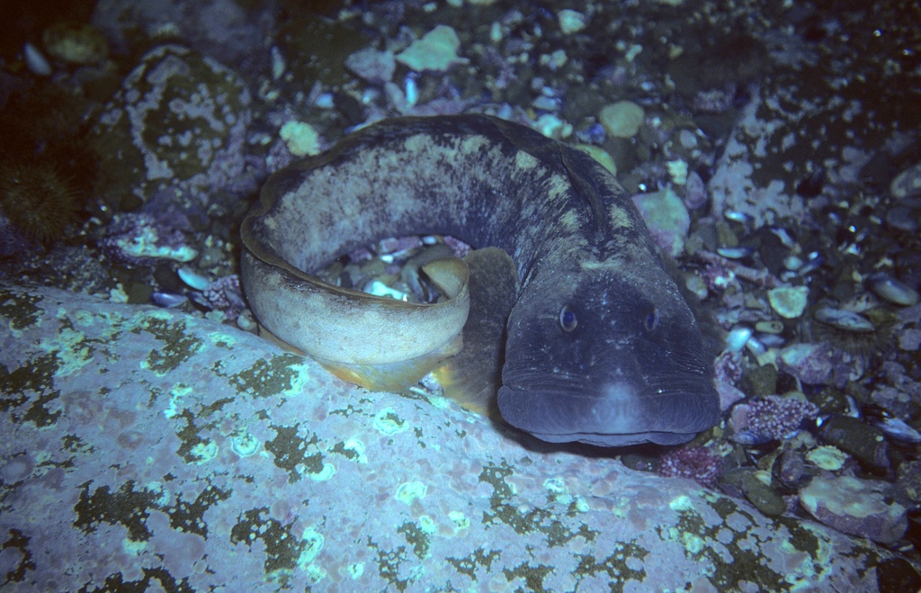 image of zoarces americanus \(ocean pout\)