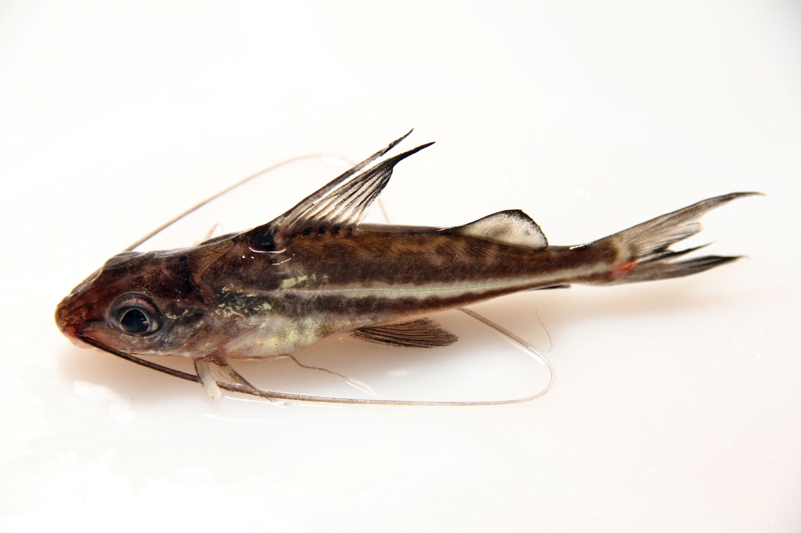 image of pimelodus pictus \(pictus cat\)