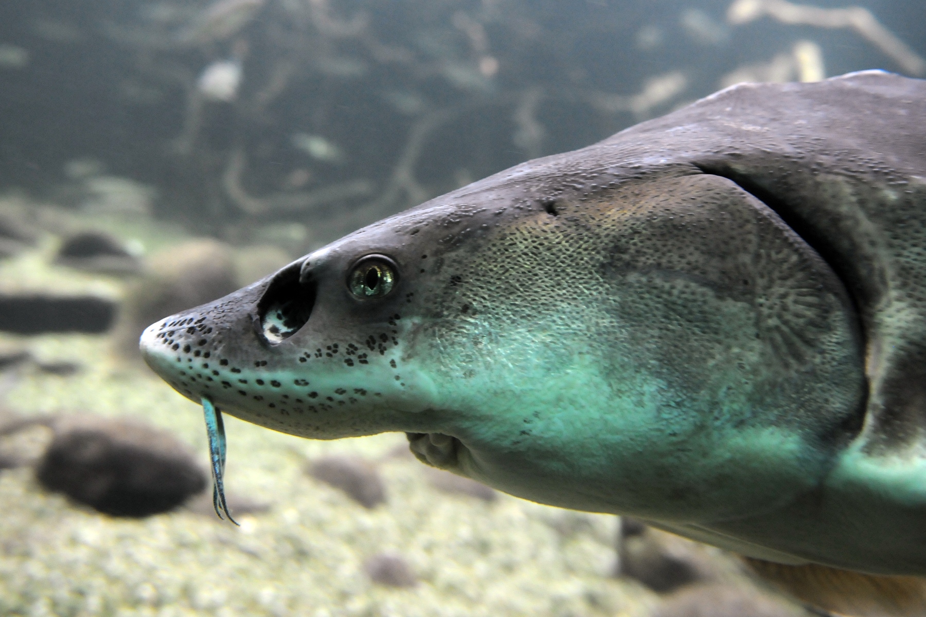 image of acipenser sturio \(sturgeon\)