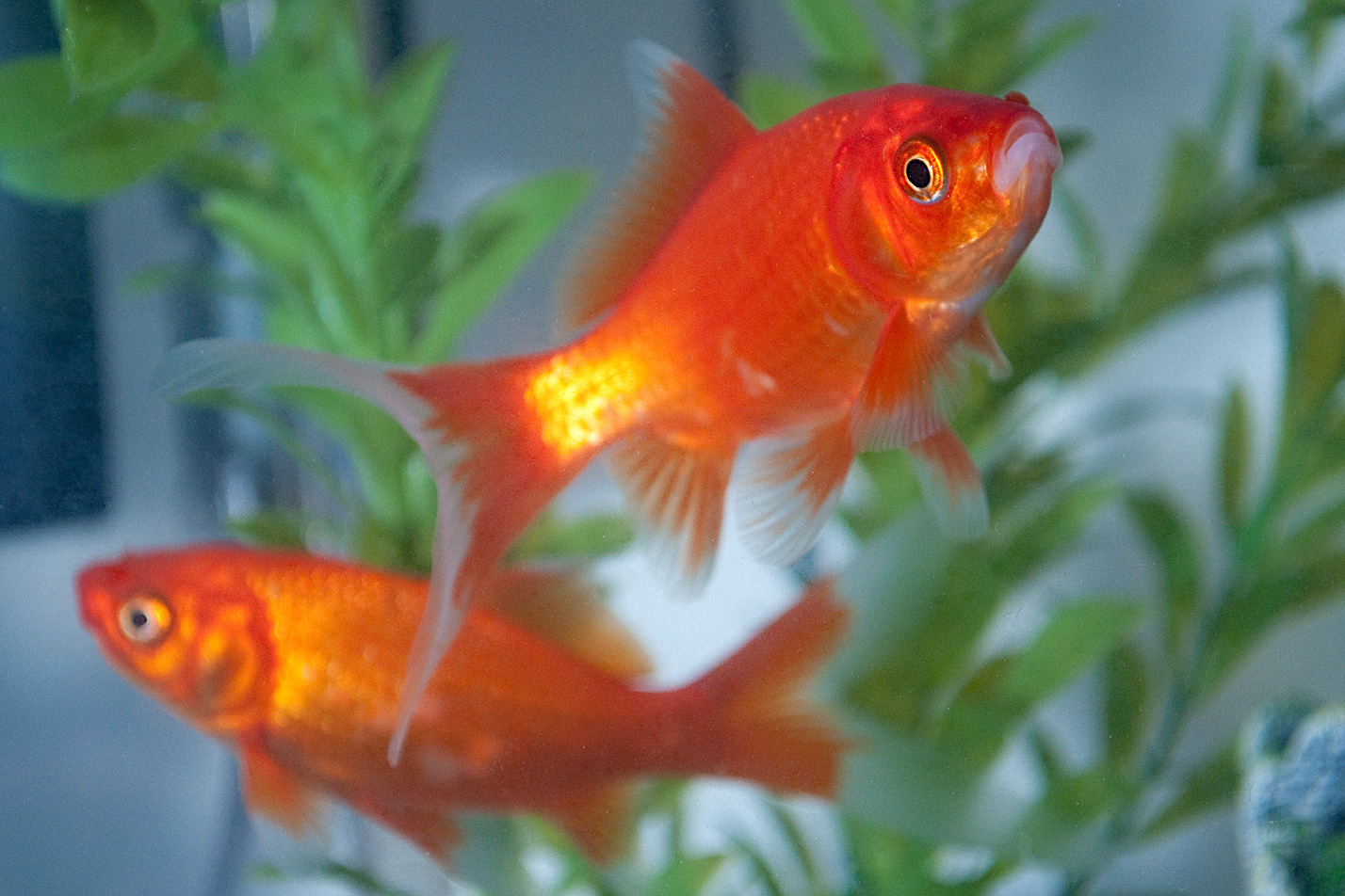 image of carassius auratus \(goldfish\)