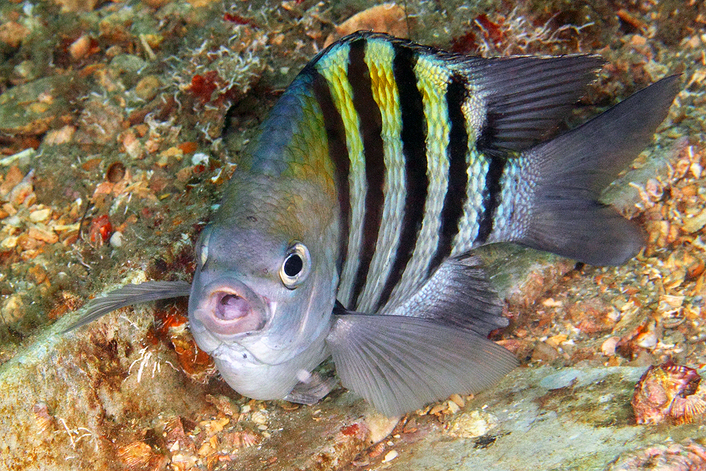 image of abudefduf saxatilis \(sergeant-major\)
