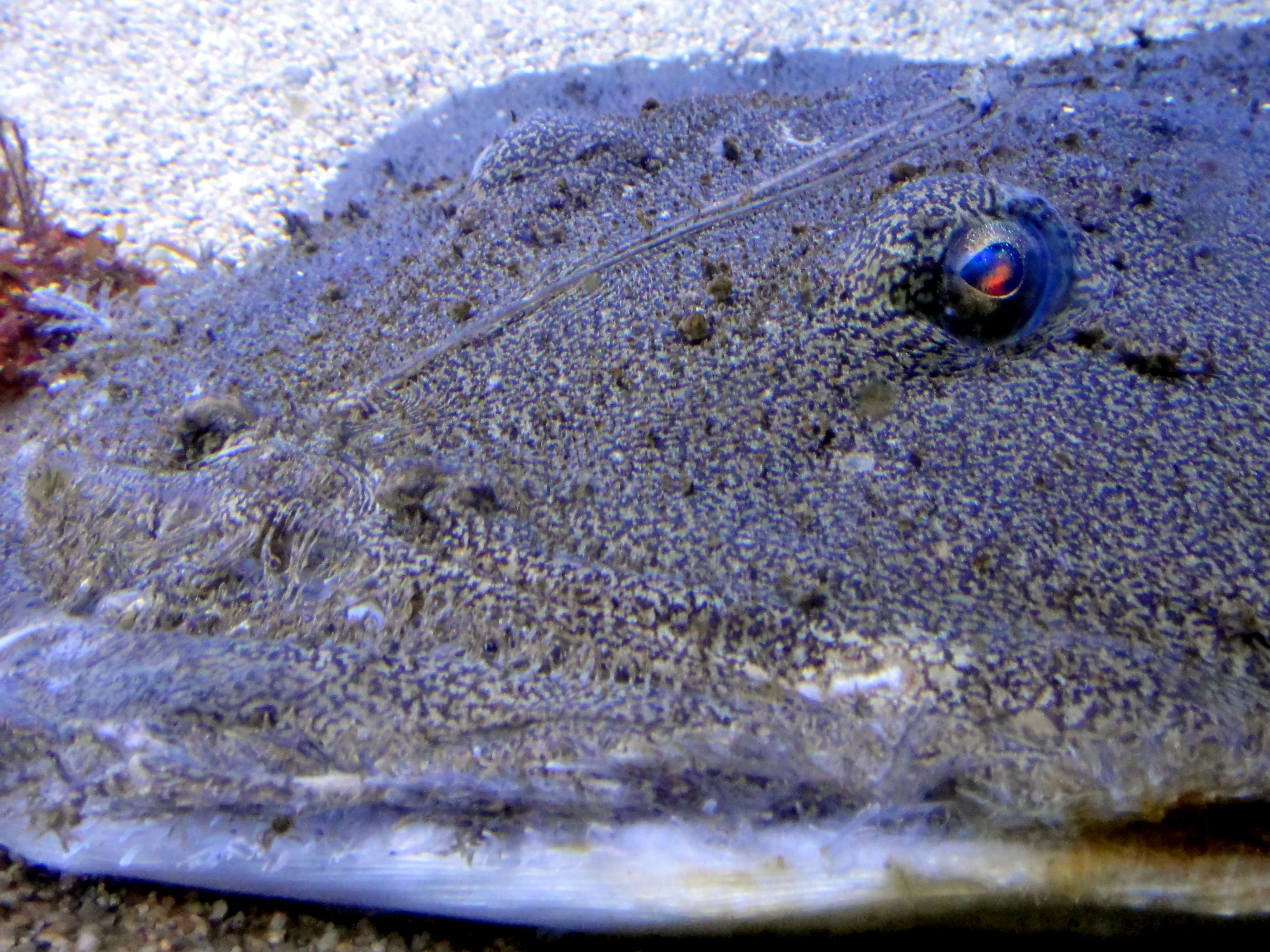 image of lophius americanus \(american angler\)