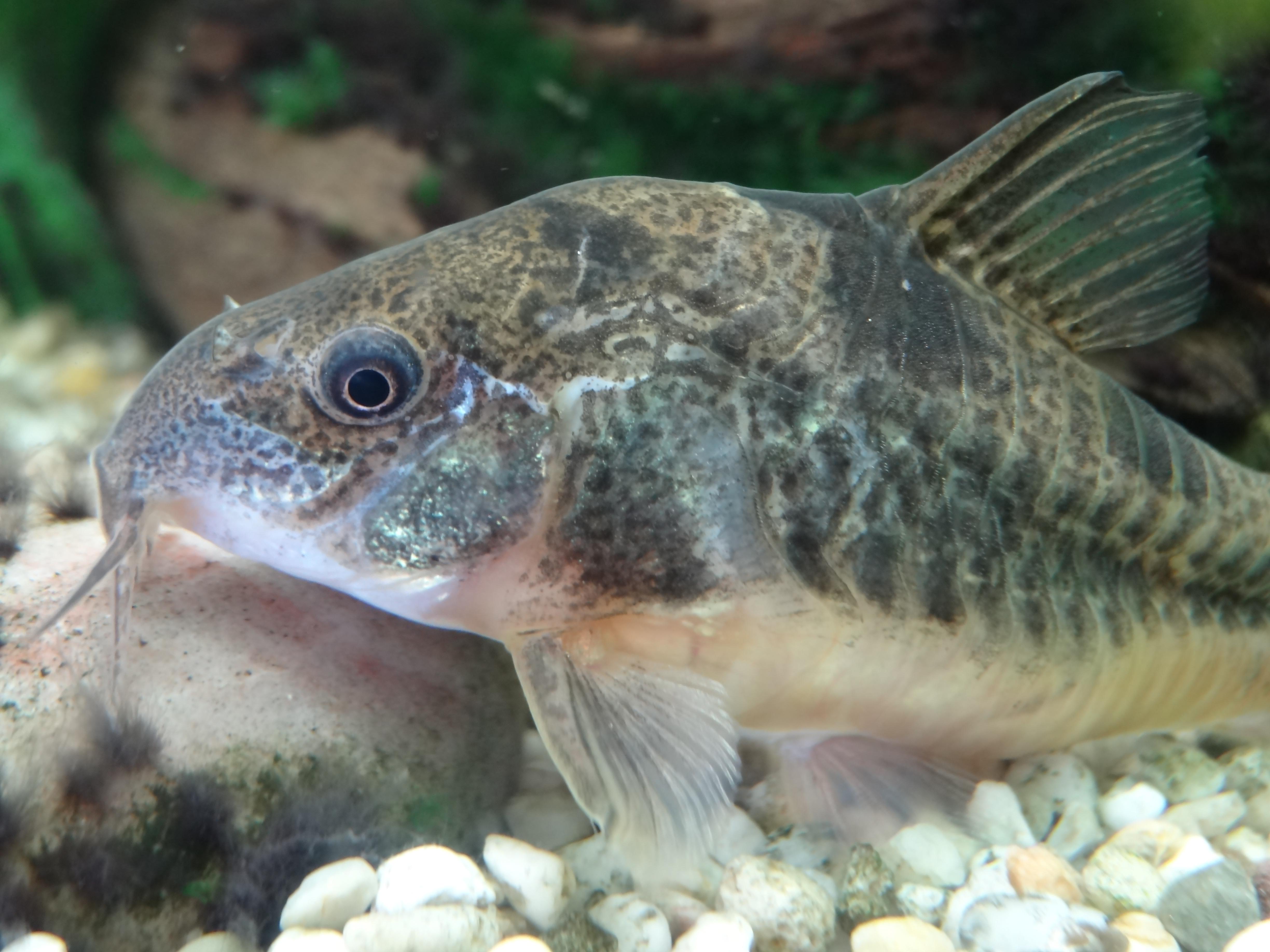 image of corydoras paleatus \(peppered corydoras\)