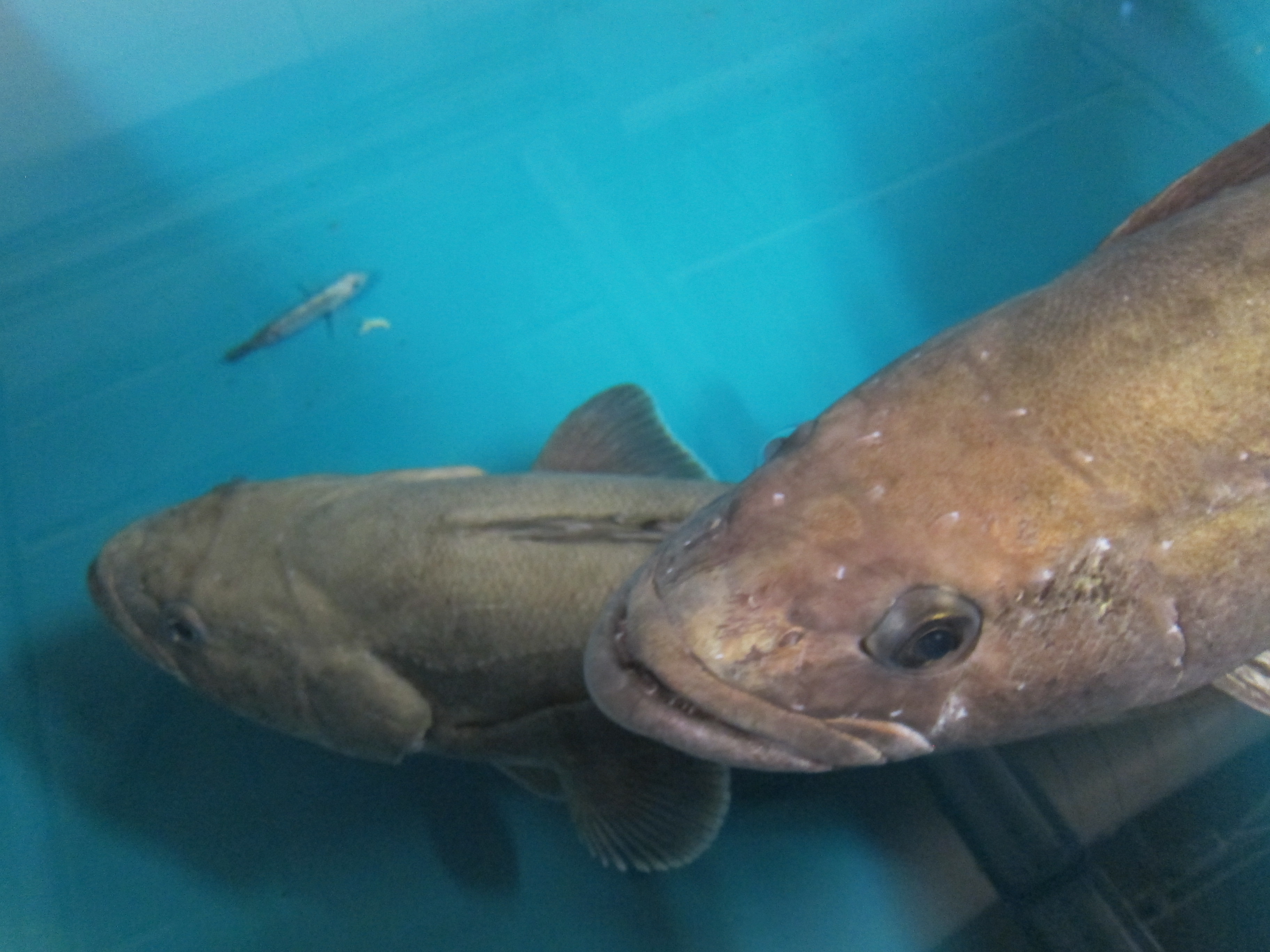 image of pagothenia borchgrevinki \(bald notothen\)