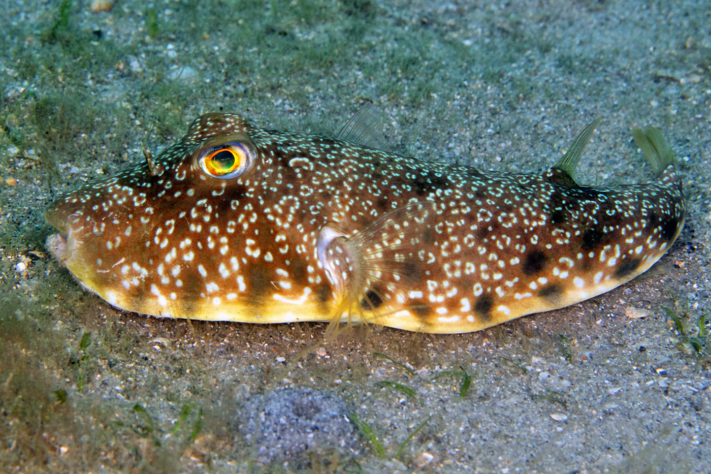 image of sphoeroides nephelus \(southern puffer\)