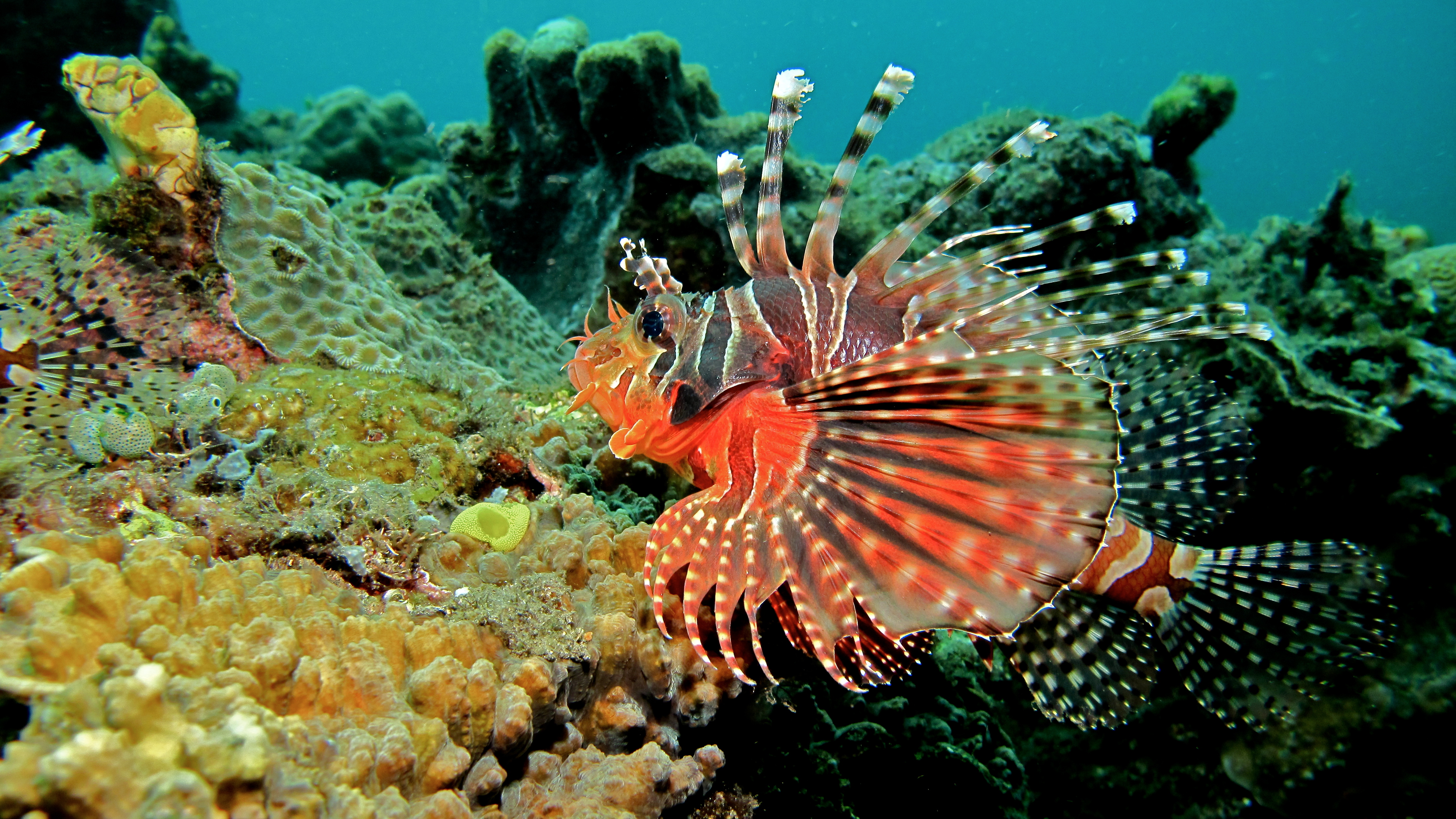 image of dendrochirus zebra \(zebra turkeyfish\)
