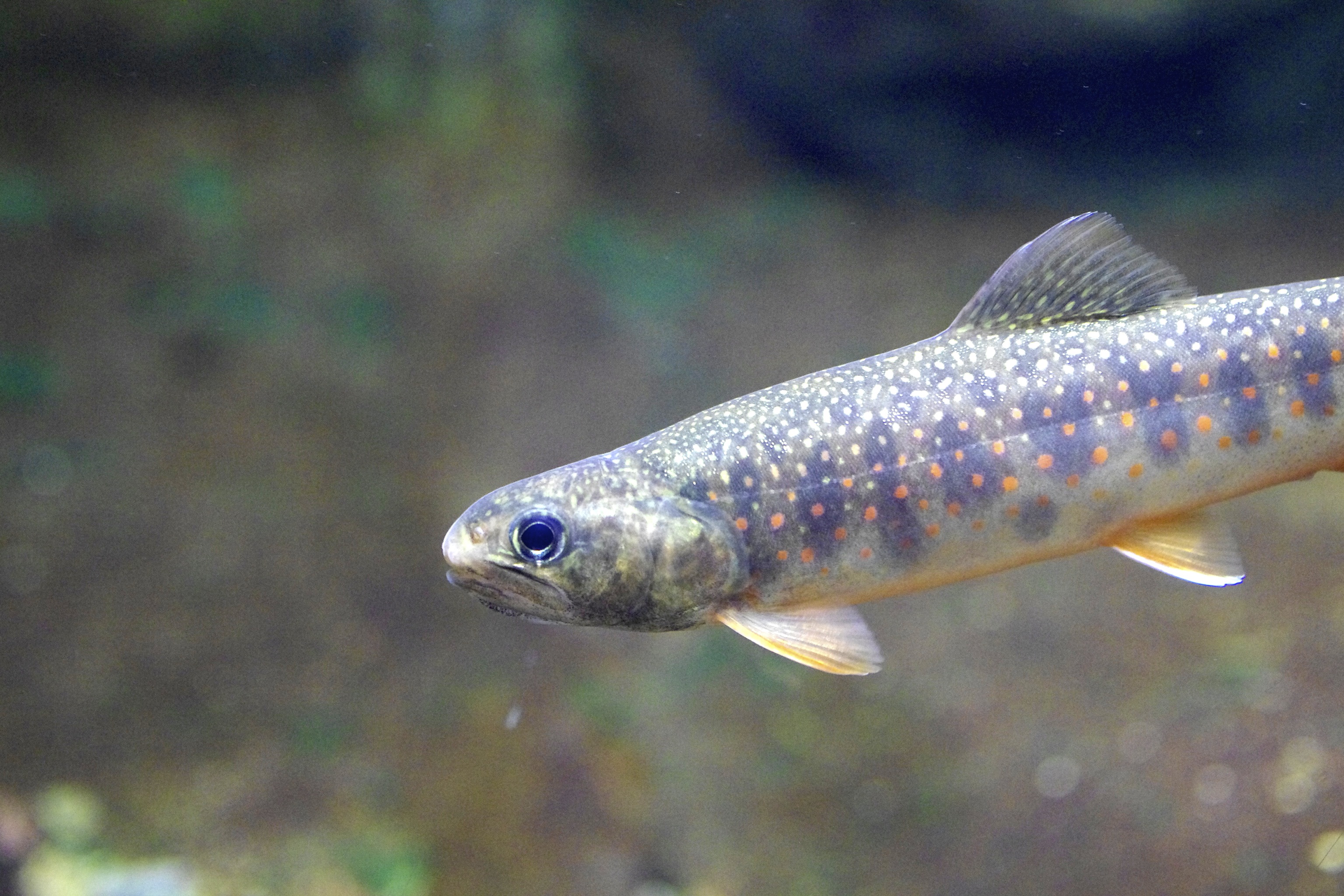 image of salvelinus malma \(dolly varden\)