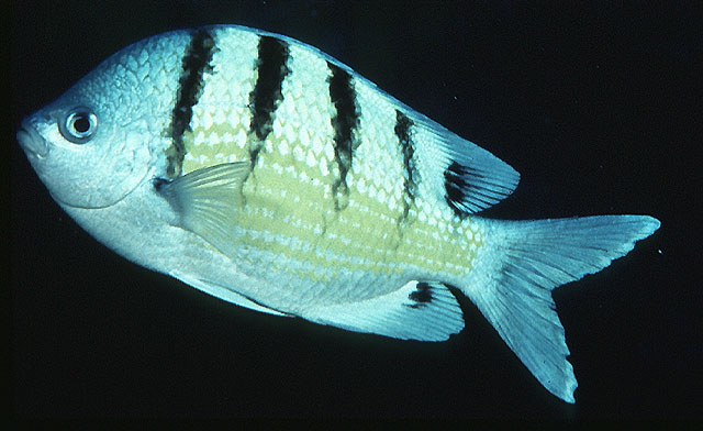 image of abudefduf abdominalis \(green damselfish\)