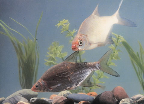image of abramis brama \(freshwater bream\)