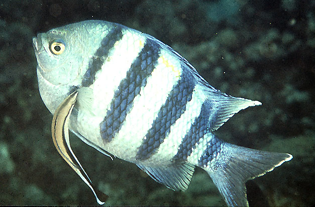 image of abudefduf vaigiensis \(indo-pacific sergeant\)