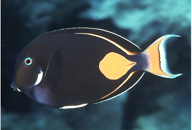 image of acanthurus achilles \(achilles tang\)