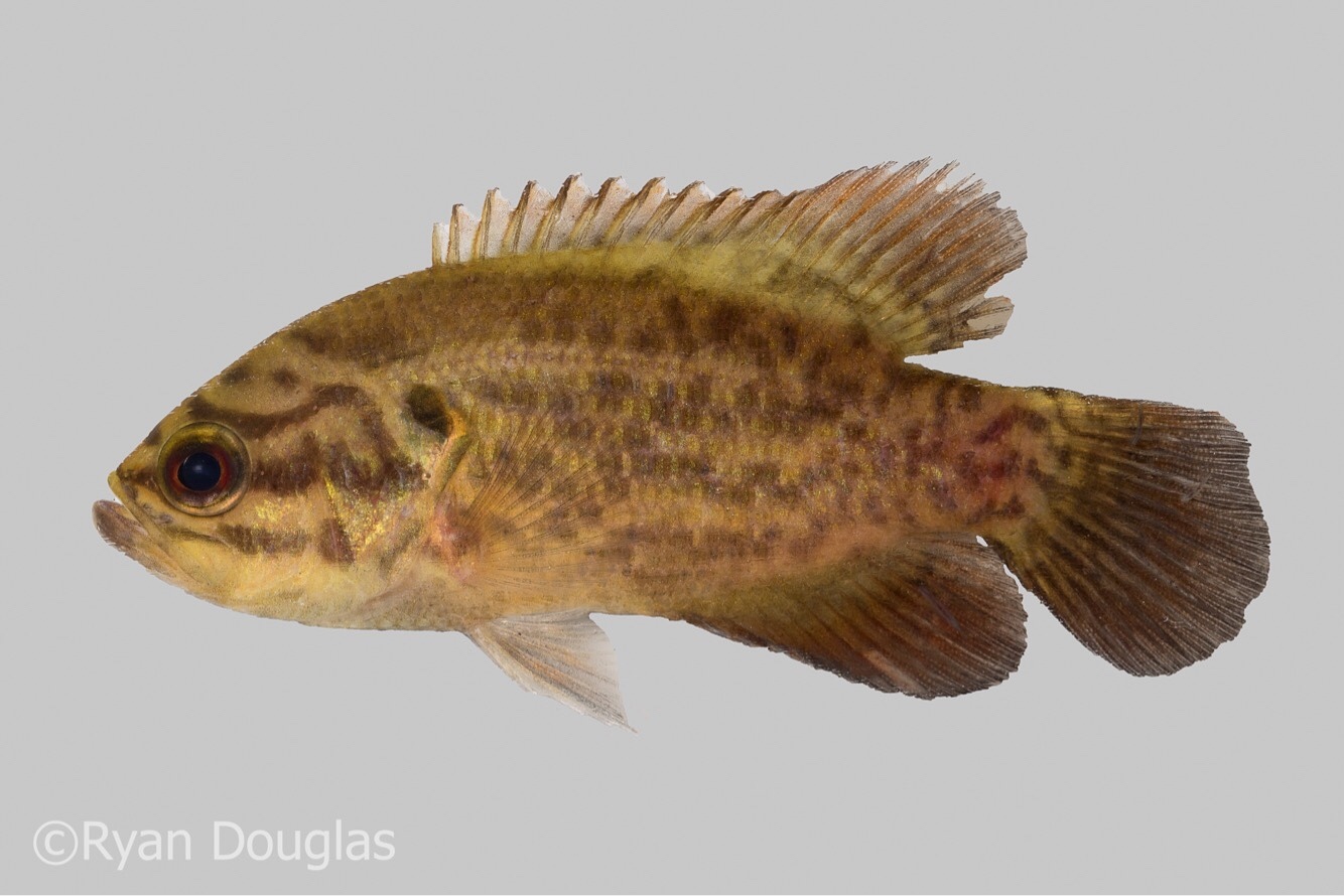 image of acantharchus pomotis \(mud sunfish\)