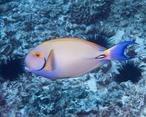 image of acanthurus dussumieri \(eyestripe surgeonfish\)