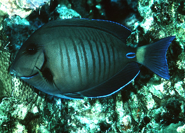 image of acanthurus chirurgus \(doctorfish\)