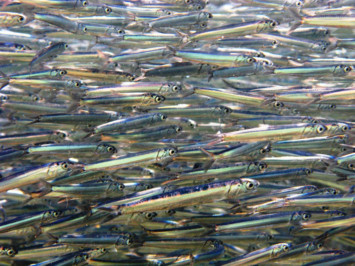 image of engraulis encrasicolus \(european anchovy\)