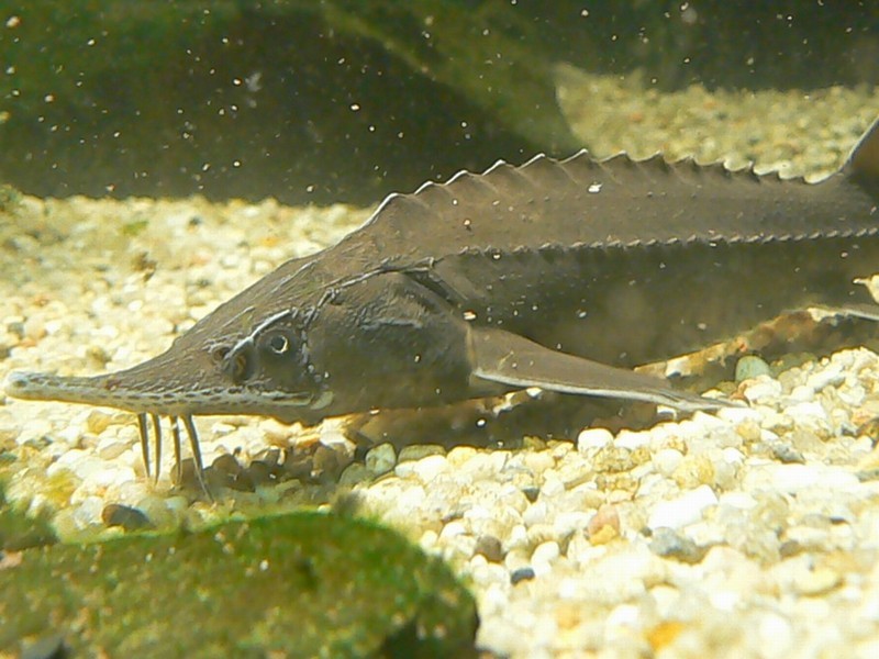 image of acipenser baerii \(siberian sturgeon\)