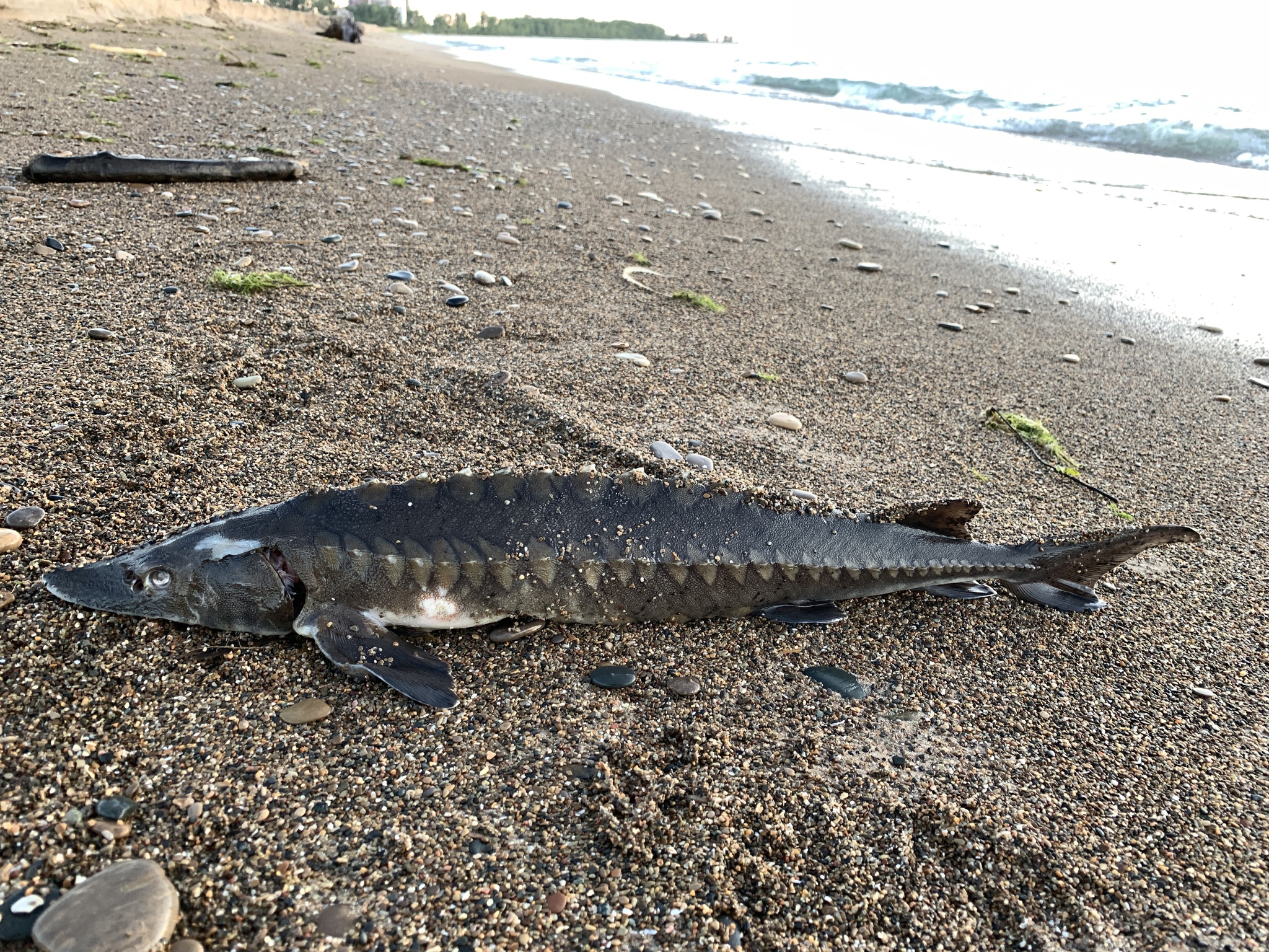 image of acipenser fulvescens \(lake sturgeon\)