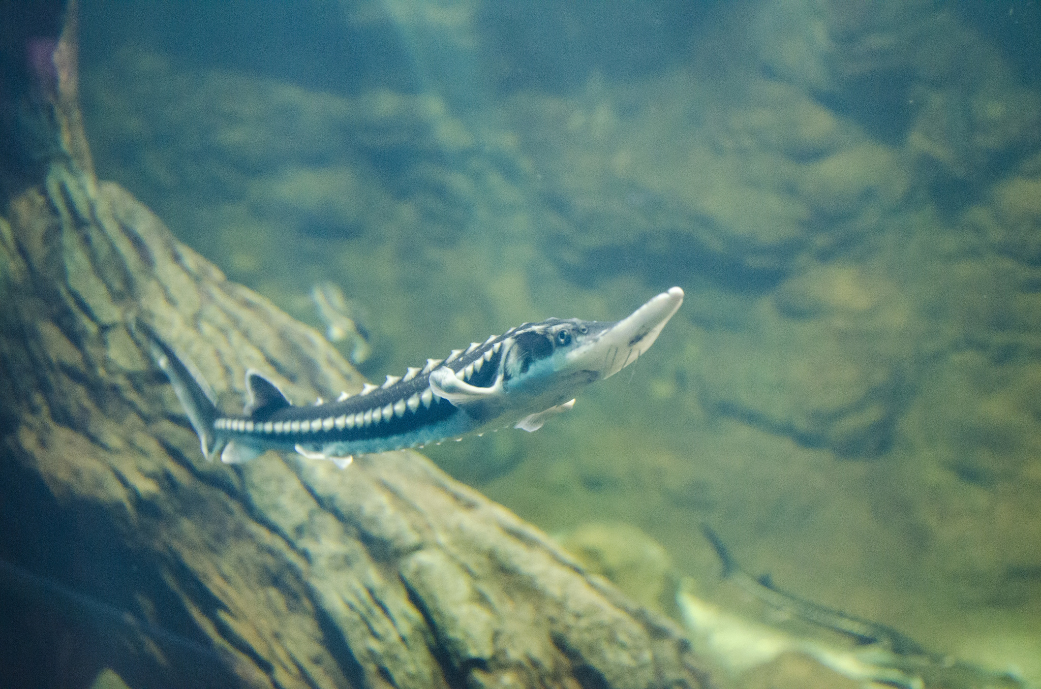image of acipenser gueldenstaedtii \(danube sturgeon\)