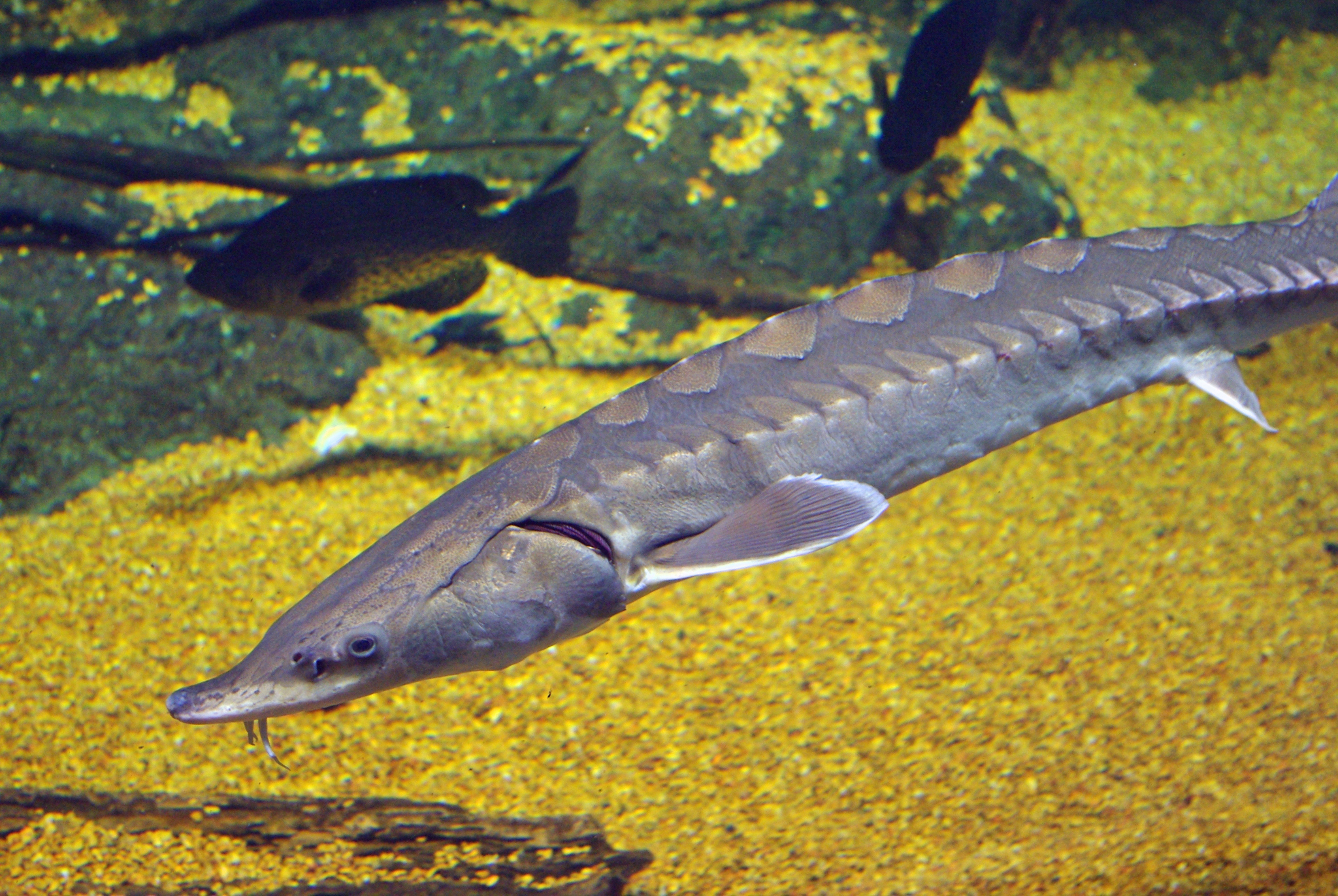 image of acipenser oxyrinchus \(atlantic sturgeon\)