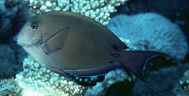 image of acanthurus nigrofuscus \(brown surgeonfish\)