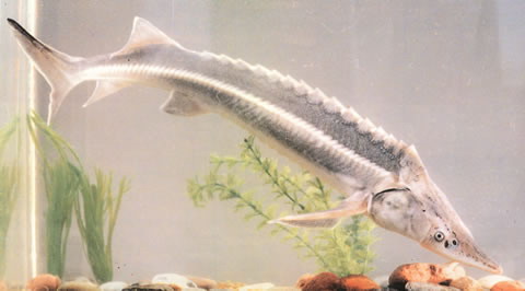 image of acipenser nudiventris \(fringebarbel sturgeon\)