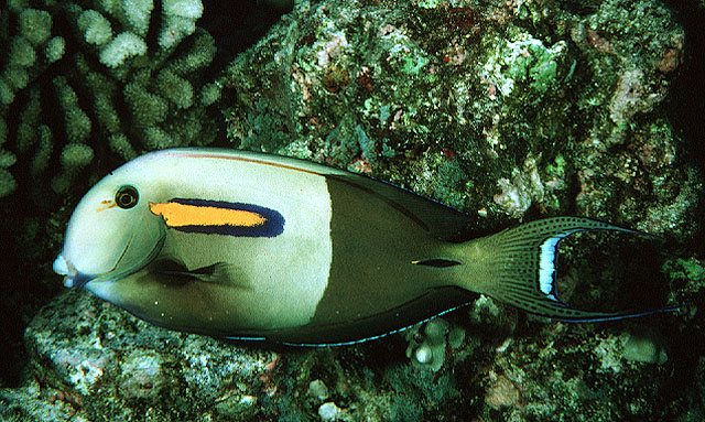 image of acanthurus olivaceus \(orangespot surgeonfish\)