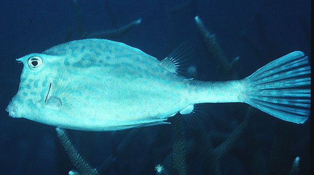 image of acanthostracion quadricornis \(scrawled cowfish\)