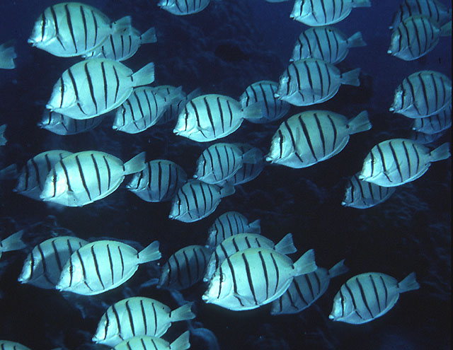 image of acanthurus triostegus \(convict surgeonfish\)