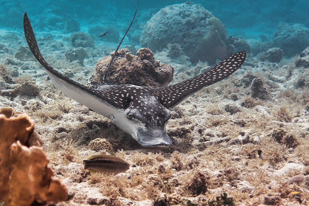 image of aetobatus narinari \(whitespotted eagle ray\)