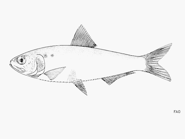 image of alosa alosa \(allis shad\)
