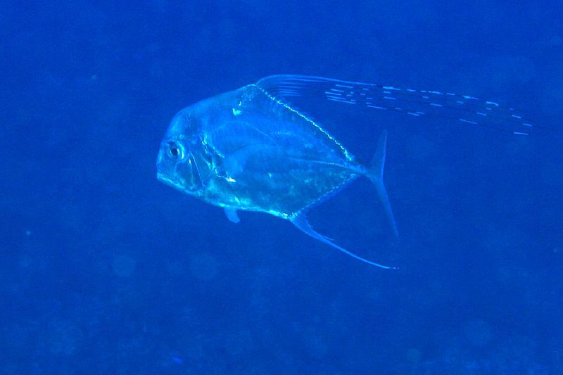 image of alectis ciliaris \(african pompano\)