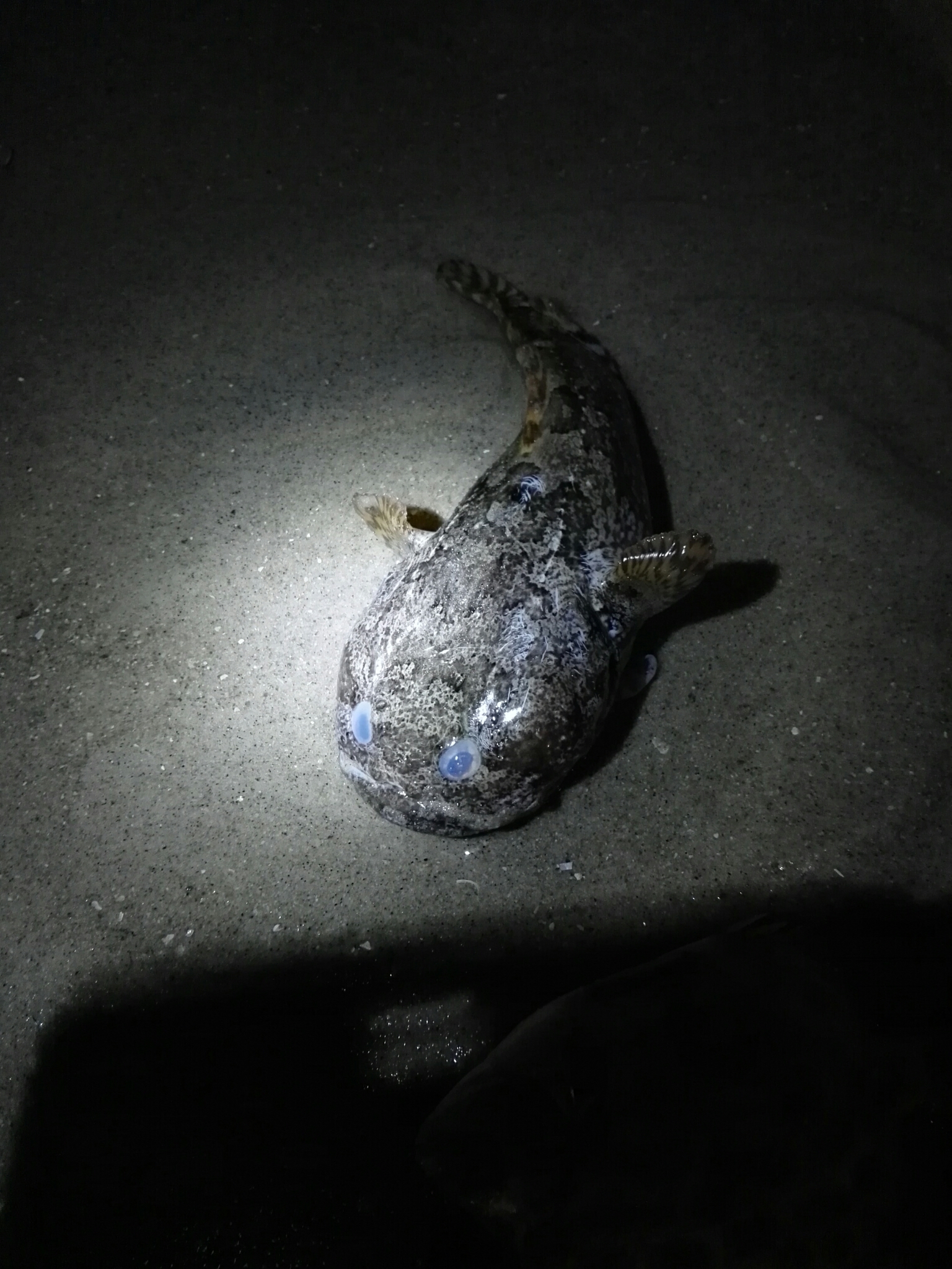image of allenbatrachus grunniens \(grunting toadfish\)