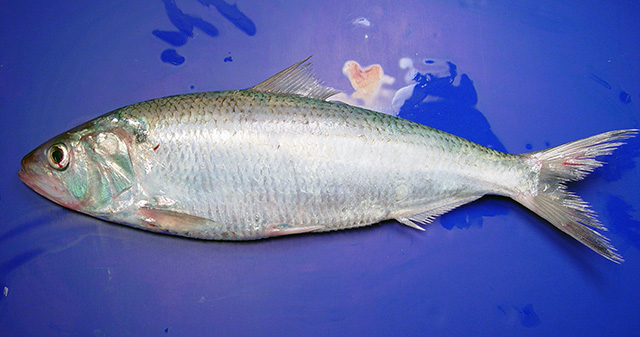 image of alosa mediocris \(hickory shad\)