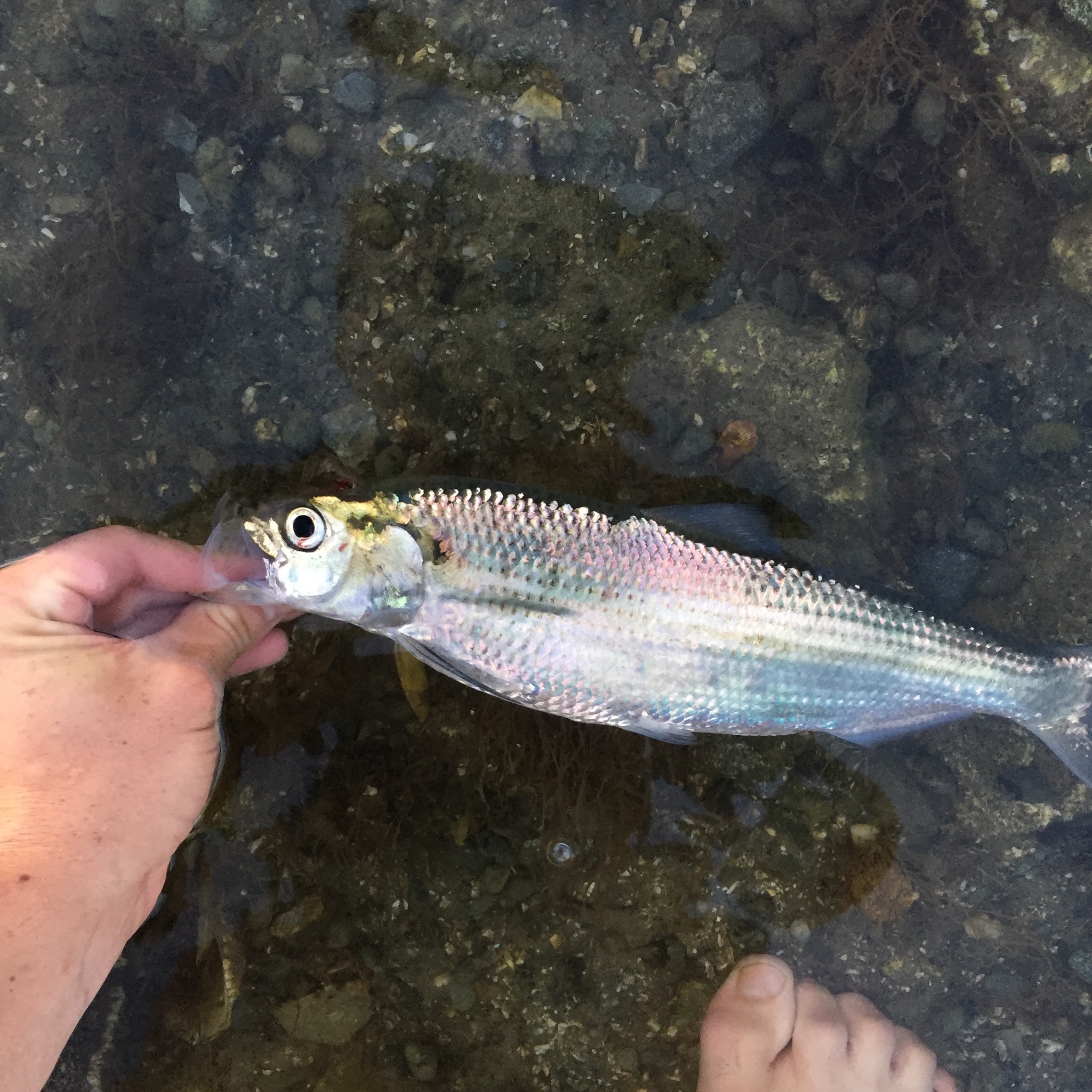 image of alosa aestivalis \(blueback shad\)