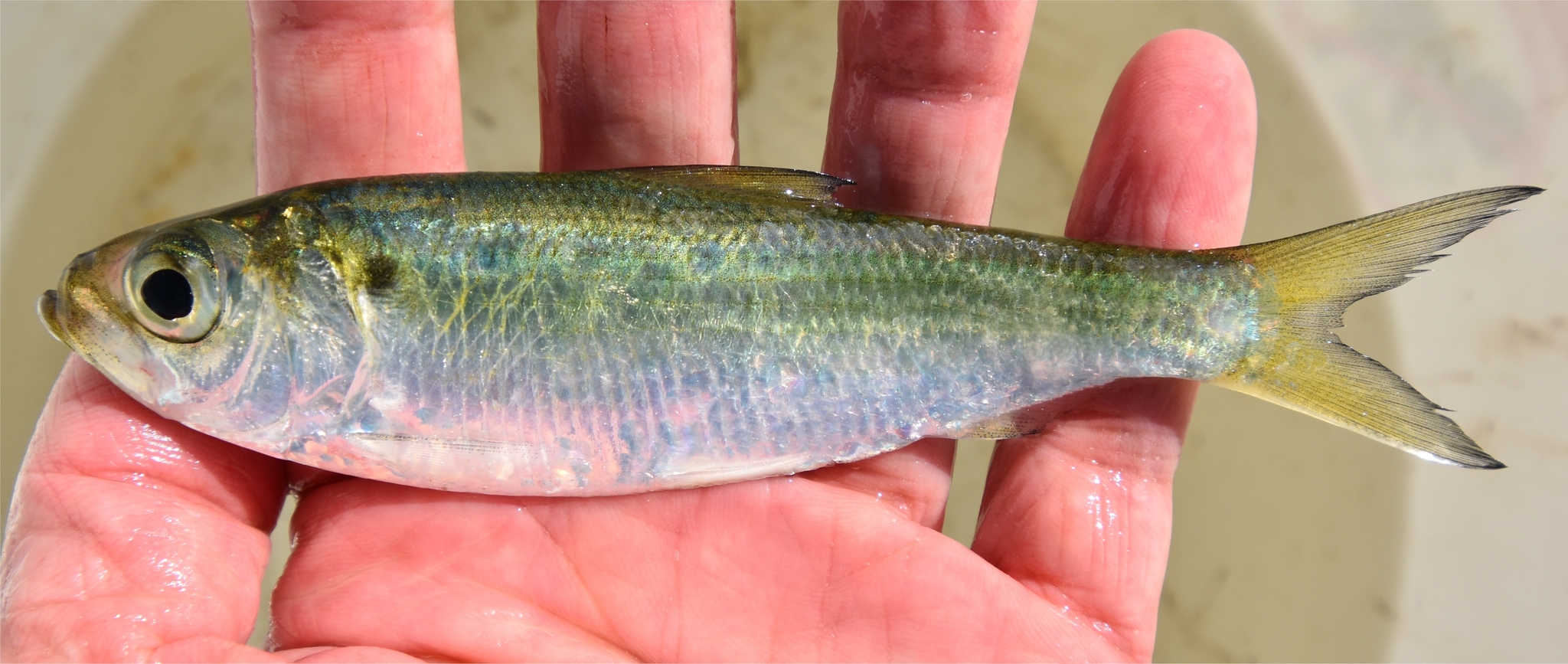 image of alosa pseudoharengus \(alewife\)