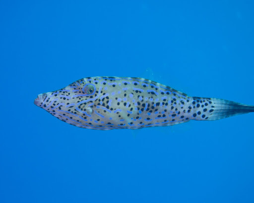 image of aluterus scriptus \(scribbled leatherjacket filefish\)