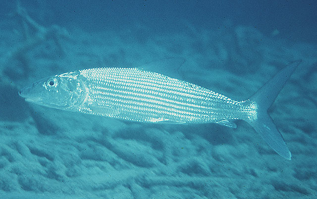 image of albula vulpes \(bonefish\)