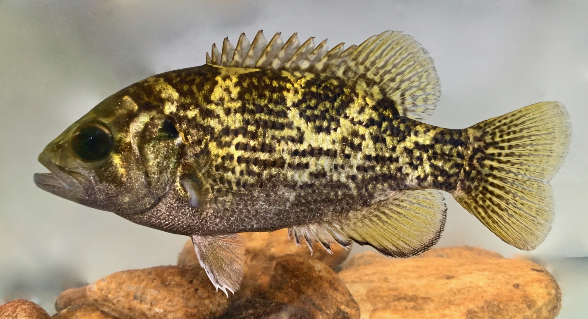 image of ambloplites rupestris \(rock bass\)