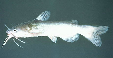 image of ameiurus catus \(white catfish\)