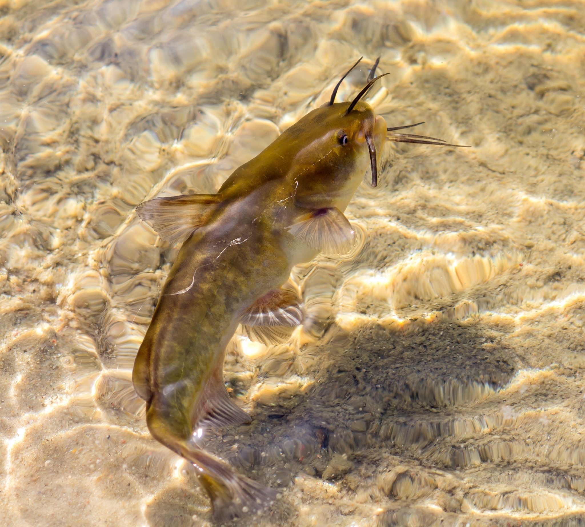 image of ameiurus nebulosus \(brown bullhead\)