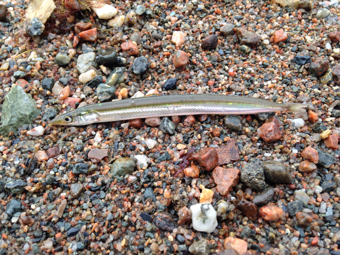 image of ammodytes americanus \(american sand lance\)