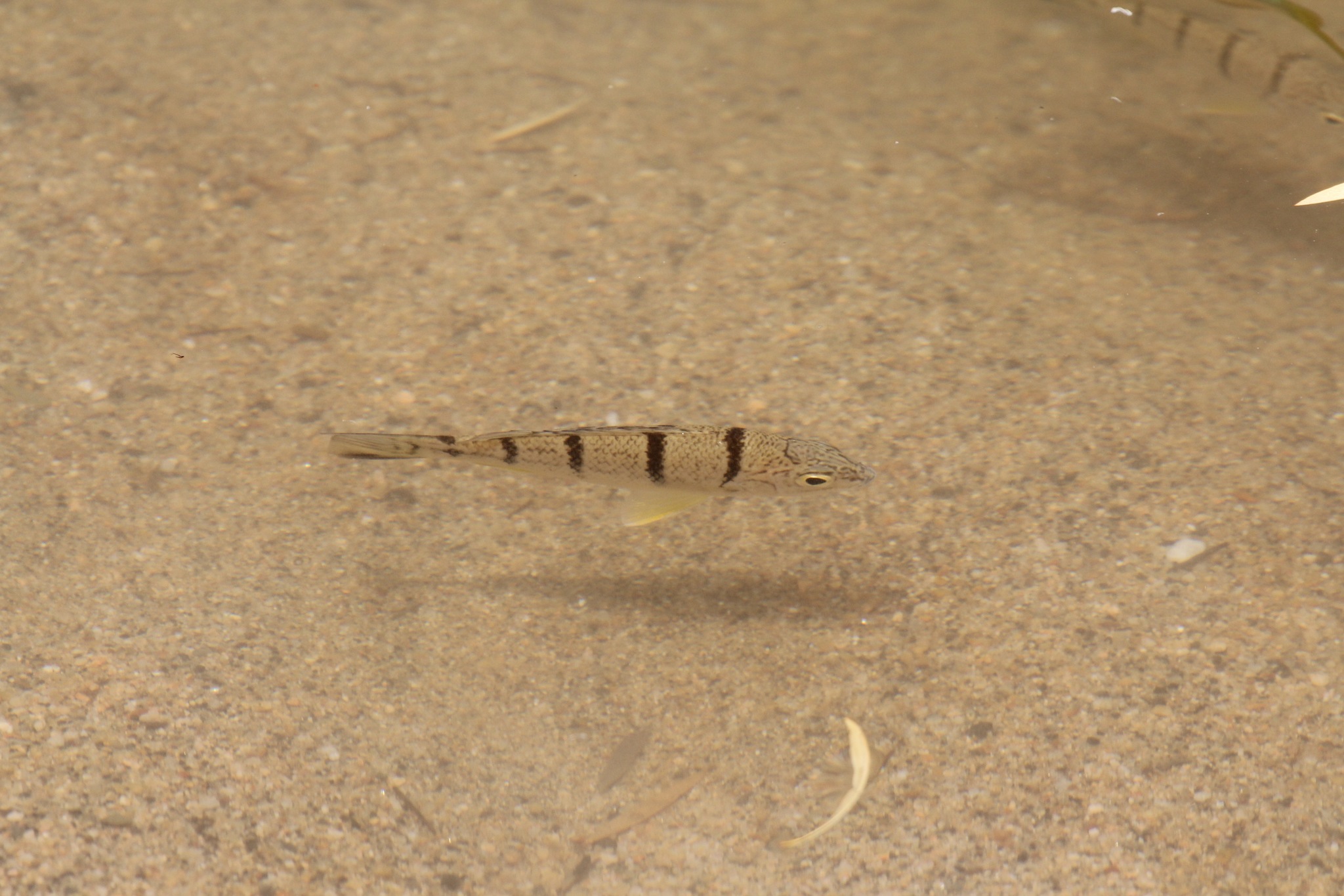 image of amniataba percoides \(barred grunter\)