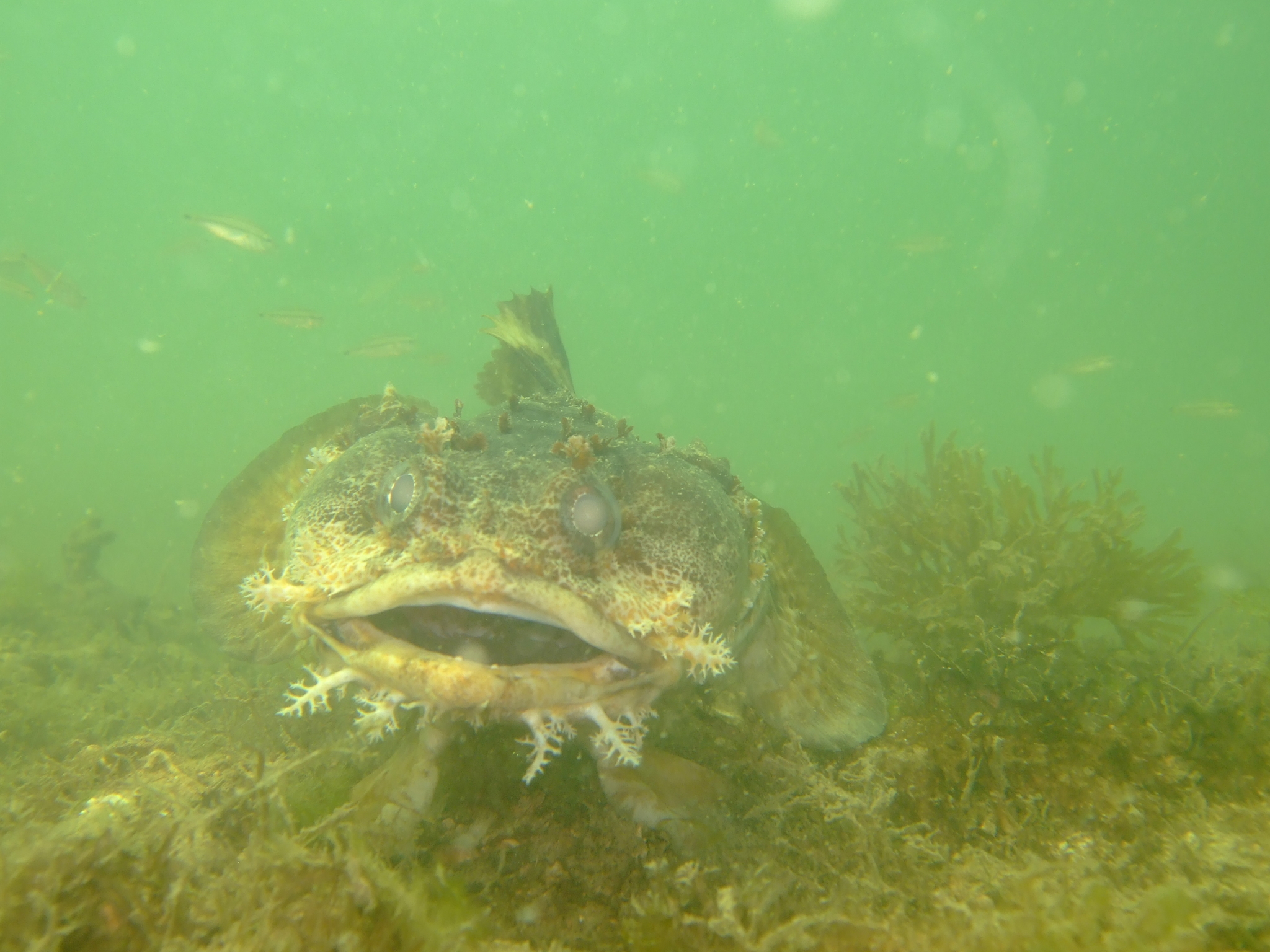 image of amphichthys cryptocentrus \(bocon toadfish\)