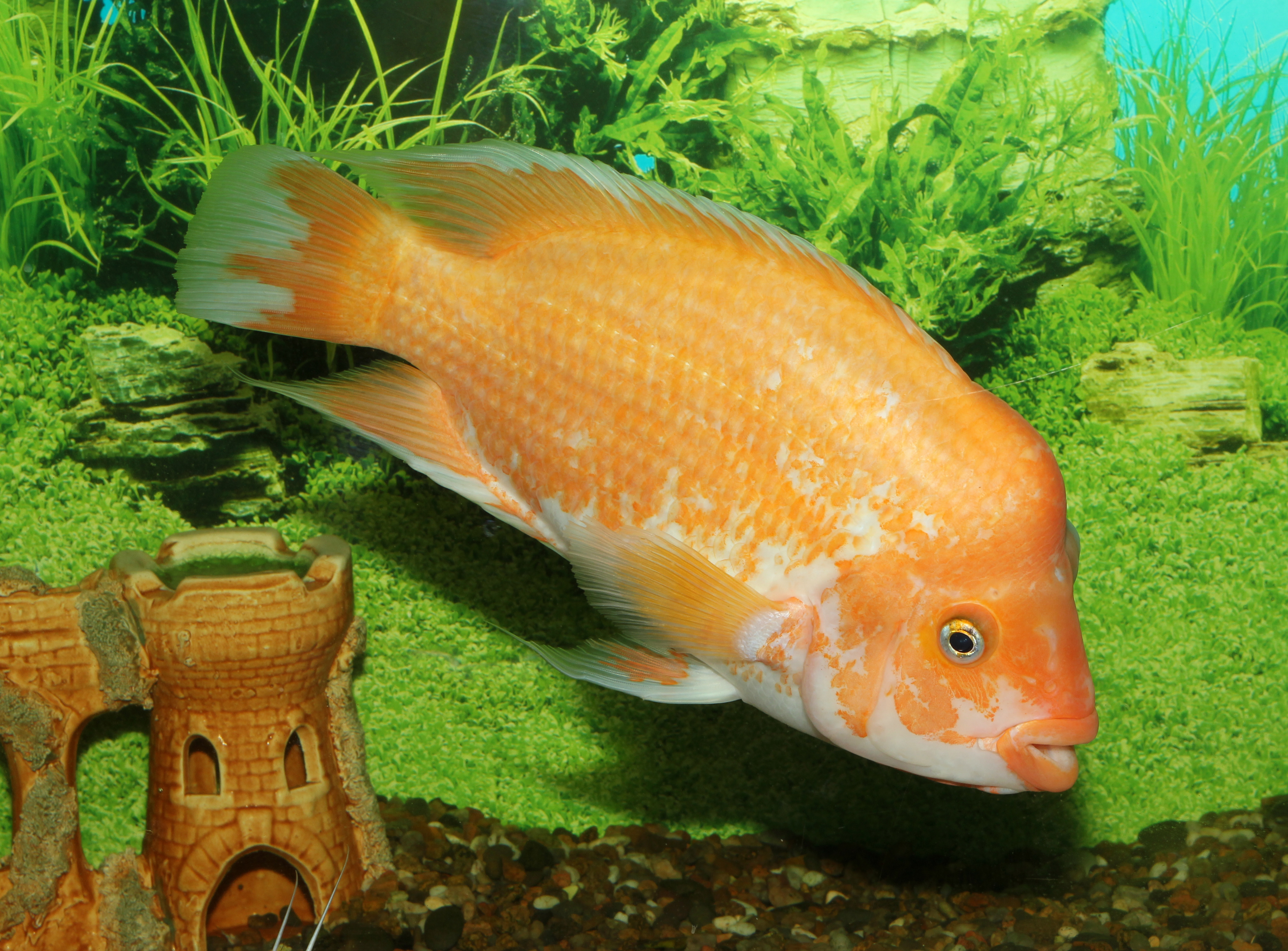 image of amphilophus citrinellus \(midas cichlid\)