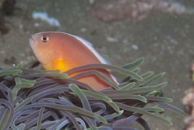 image of amphiprion akallopisos \(skunk clownfish\)