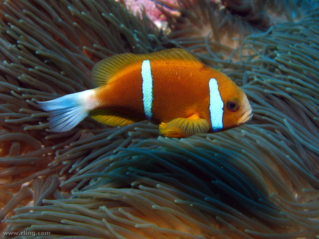 image of amphiprion akindynos \(barrier reef anemonefish\)