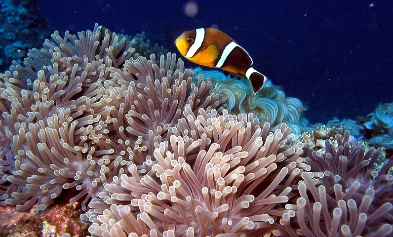image of amphiprion chrysogaster \(mauritian anemonefish\)