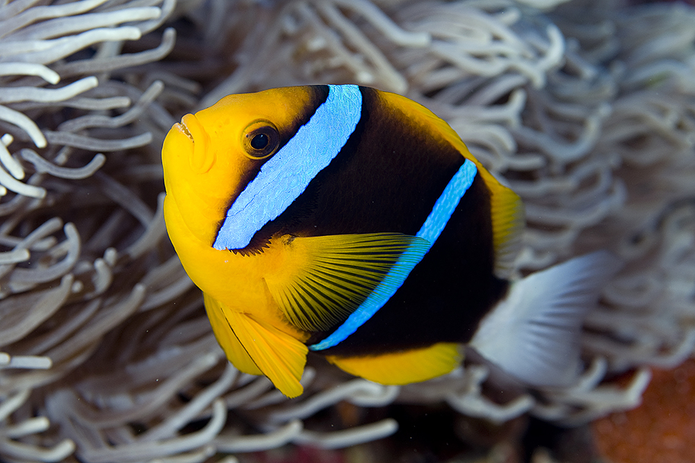 image of amphiprion chrysopterus \(orangefin anemonefish\)