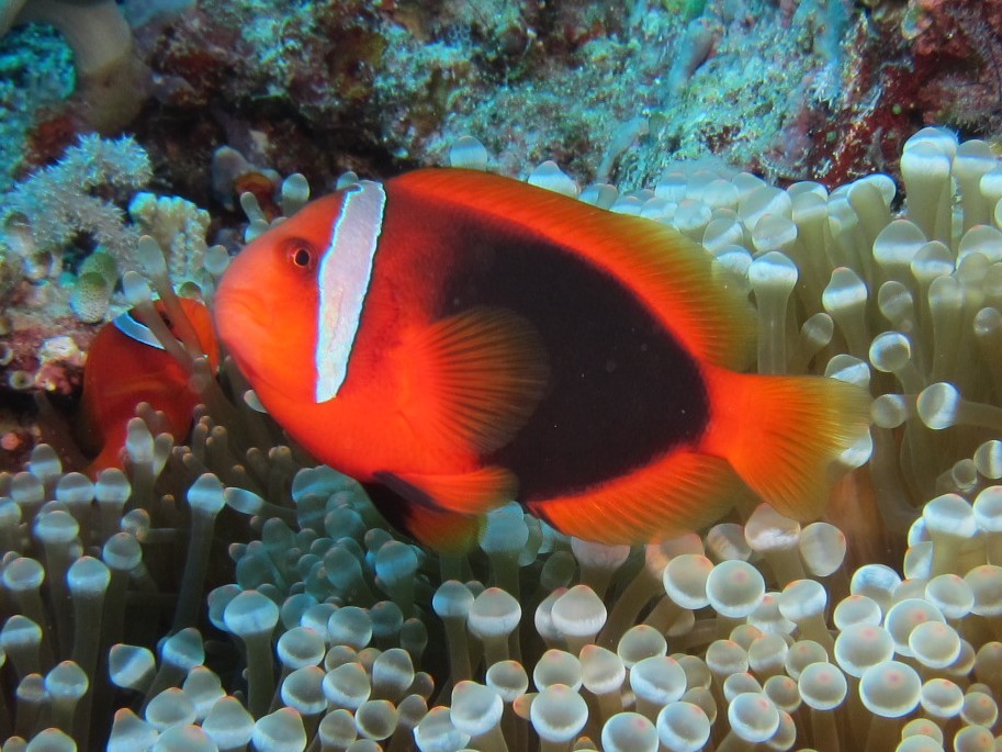 image of amphiprion frenatus \(tomato clownfish\)